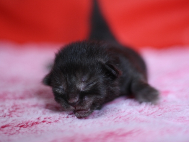 スコティッシュフォールドの子猫画像