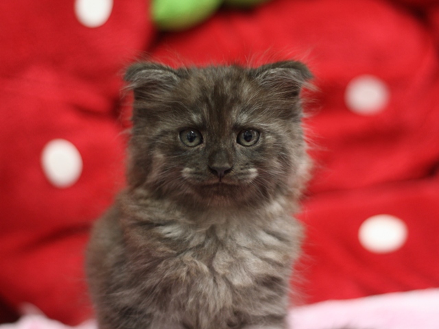 スコティッシュフォールドの子猫画像