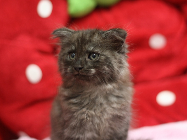スコティッシュフォールドの子猫画像