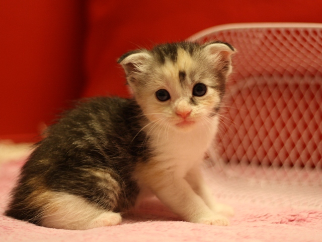 スコティッシュフォールドの子猫画像