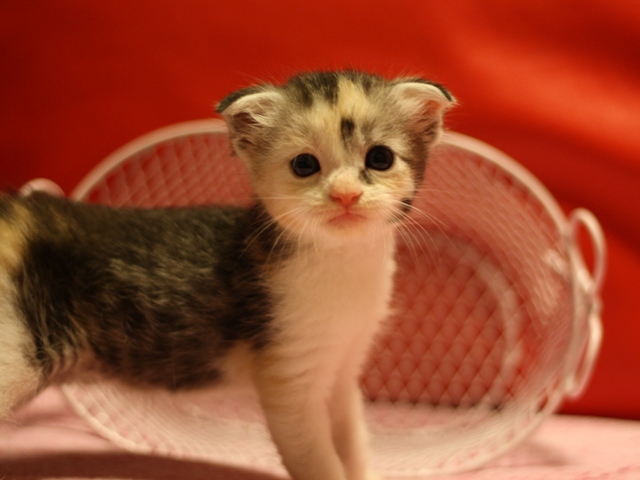 スコティッシュフォールドの子猫画像