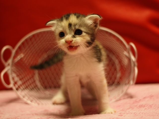 スコティッシュフォールドの子猫画像