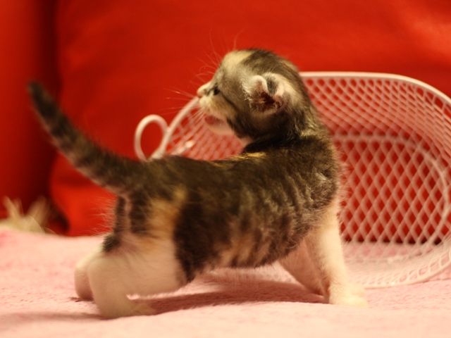 スコティッシュフォールドの子猫画像