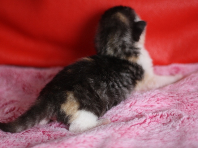スコティッシュフォールドの子猫画像