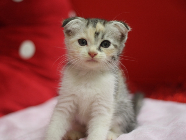スコティッシュフォールドの子猫画像