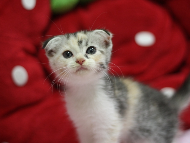 スコティッシュフォールドの子猫画像