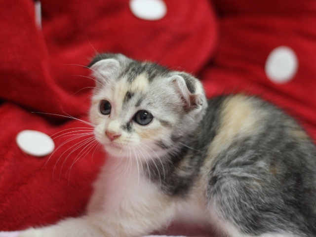 スコティッシュフォールドの子猫画像