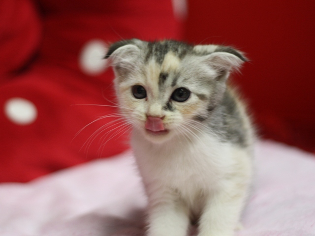 スコティッシュフォールドの子猫画像