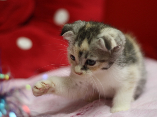 スコティッシュフォールドの子猫画像