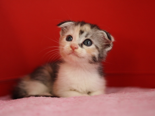 スコティッシュフォールドの子猫画像
