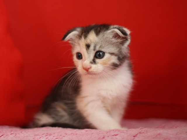 スコティッシュフォールドの子猫画像