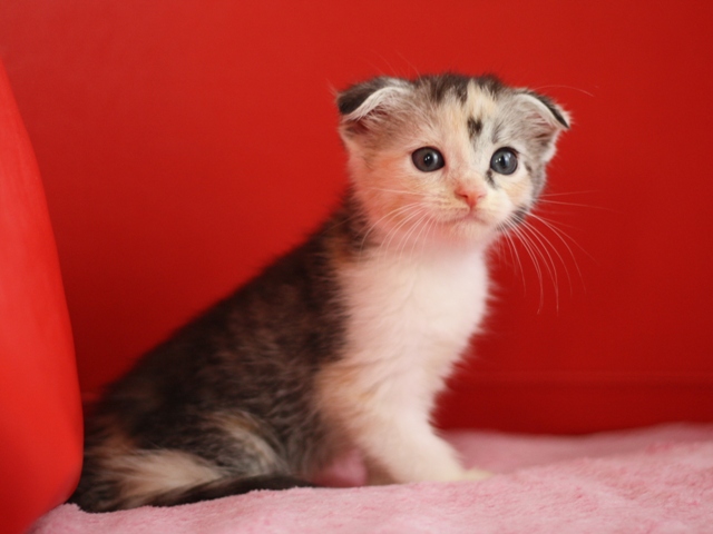 スコティッシュフォールドの子猫画像