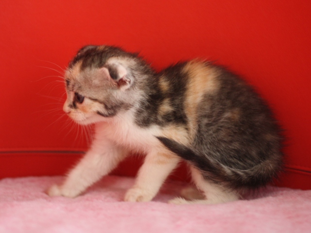 スコティッシュフォールドの子猫画像