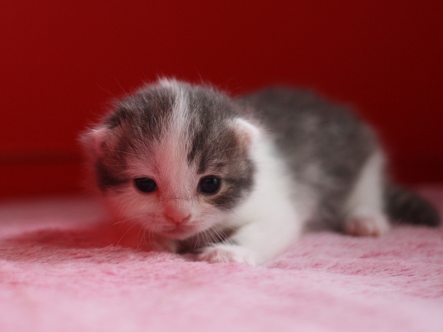 スコティッシュフォールドの子猫画像