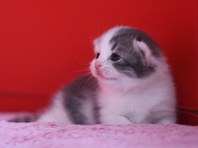 スコティッシュフォールドの子猫画像