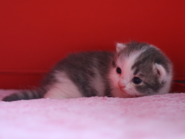 スコティッシュフォールドの子猫画像