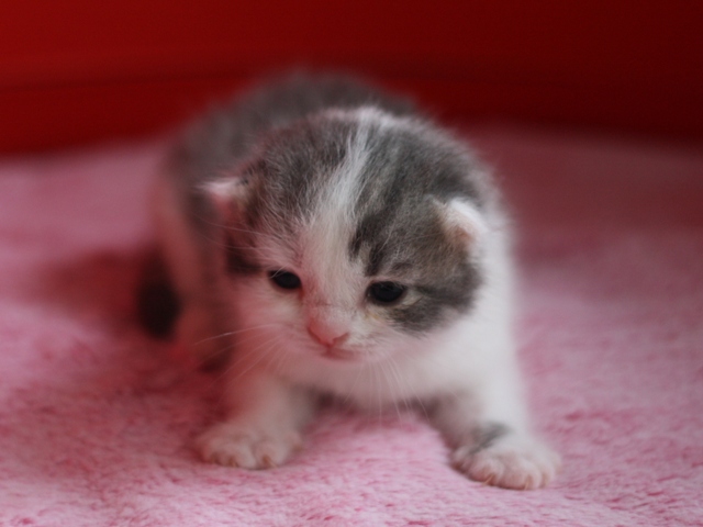 スコティッシュフォールドの子猫画像