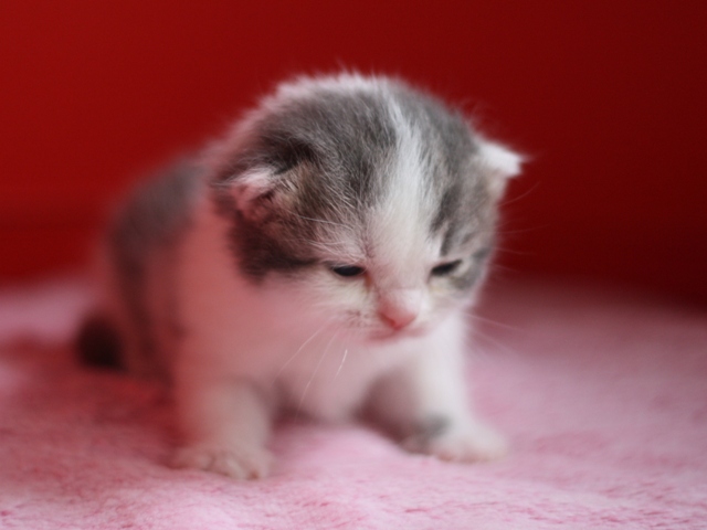 スコティッシュフォールドの子猫画像