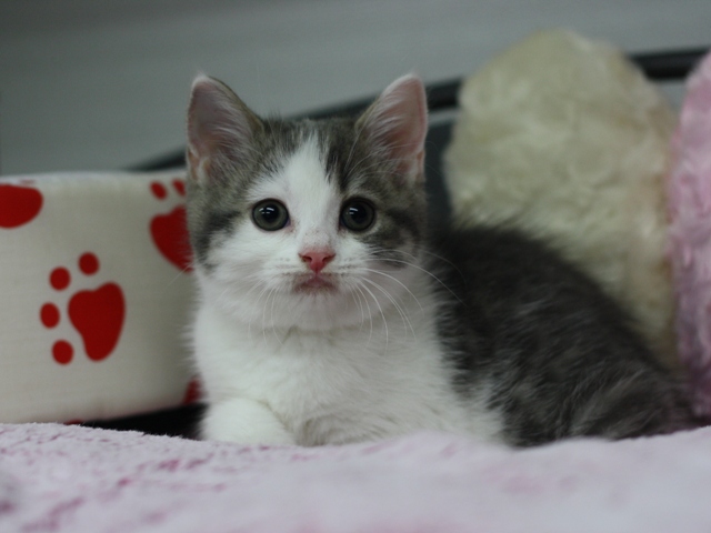 スコティッシュフォールドの子猫画像