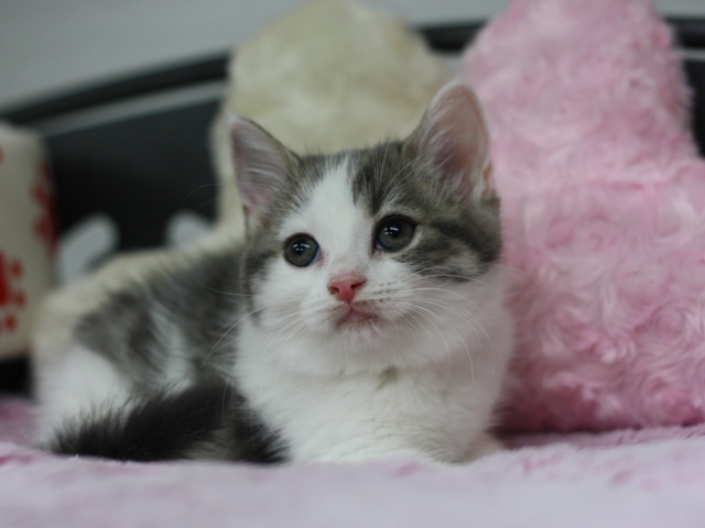 スコティッシュフォールドの子猫画像