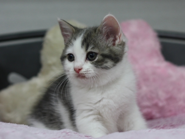 スコティッシュフォールドの子猫画像