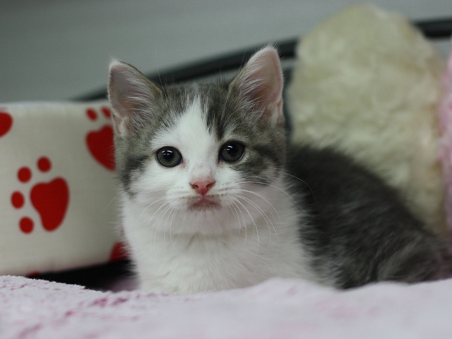 スコティッシュフォールドの子猫画像