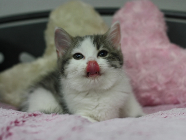 スコティッシュフォールドの子猫画像