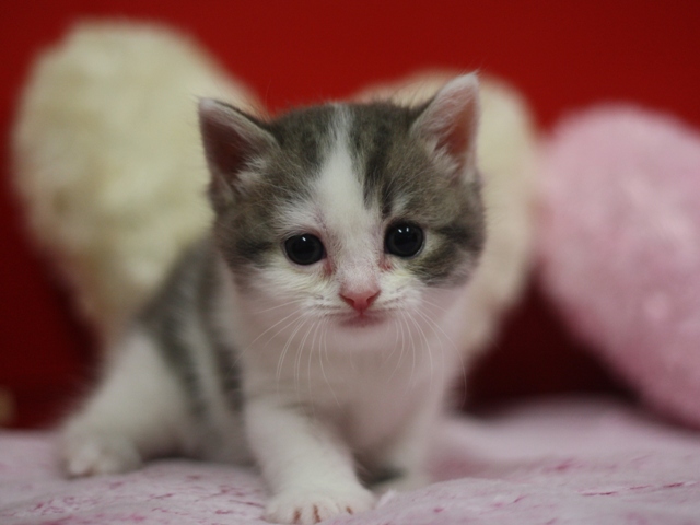 スコティッシュフォールドの子猫画像