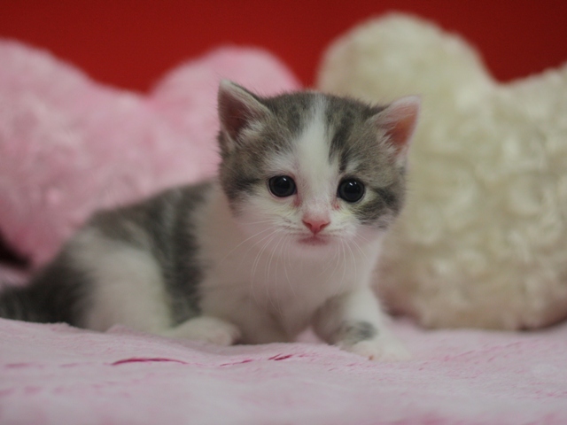 スコティッシュフォールドの子猫画像