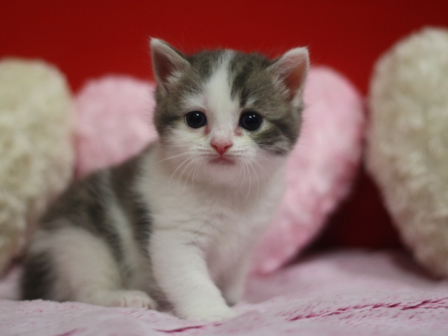 スコティッシュフォールドの子猫画像