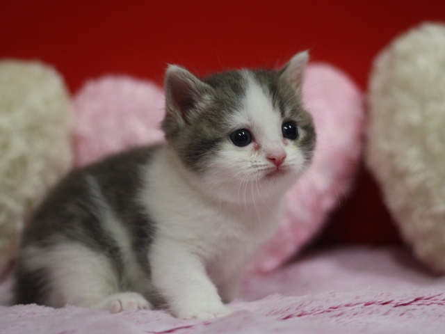 スコティッシュフォールドの子猫画像