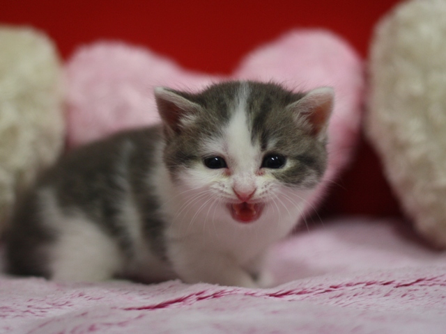 スコティッシュフォールドの子猫画像
