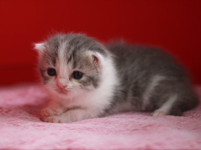 スコティッシュフォールドの子猫画像