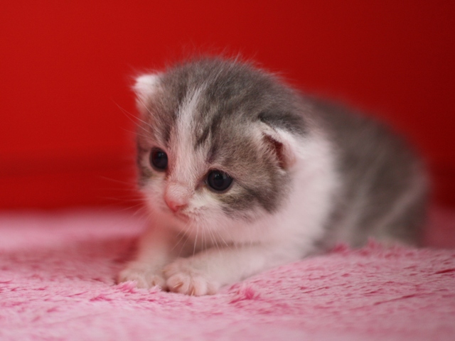スコティッシュフォールドの子猫画像