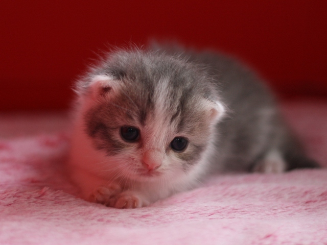 スコティッシュフォールドの子猫画像