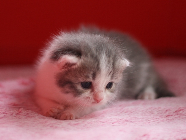 スコティッシュフォールドの子猫画像