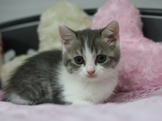 スコティッシュフォールドの子猫画像