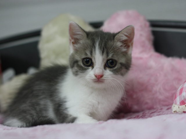 スコティッシュフォールドの子猫画像