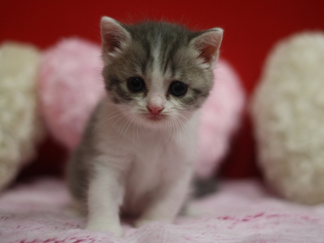 スコティッシュフォールドの子猫画像