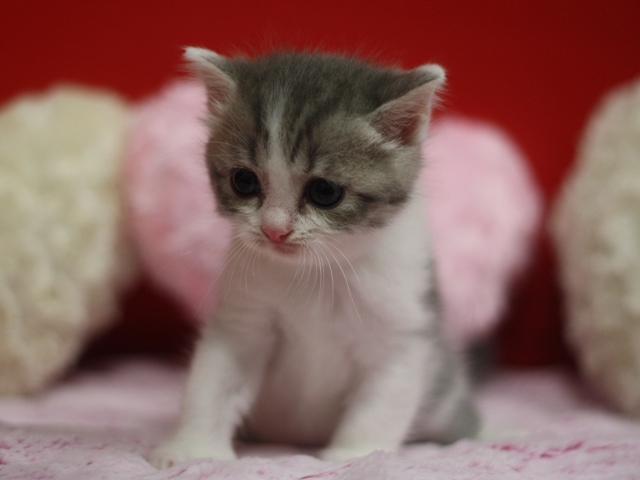 スコティッシュフォールドの子猫画像