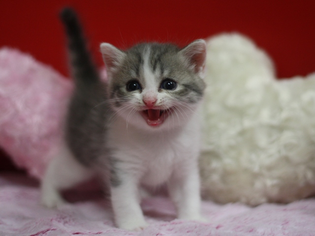 スコティッシュフォールドの子猫画像