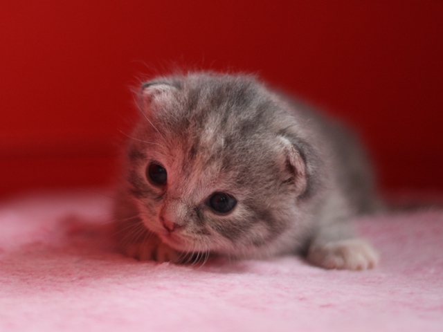 スコティッシュフォールドの子猫画像