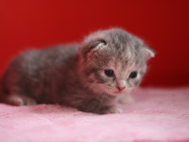 スコティッシュフォールドの子猫画像