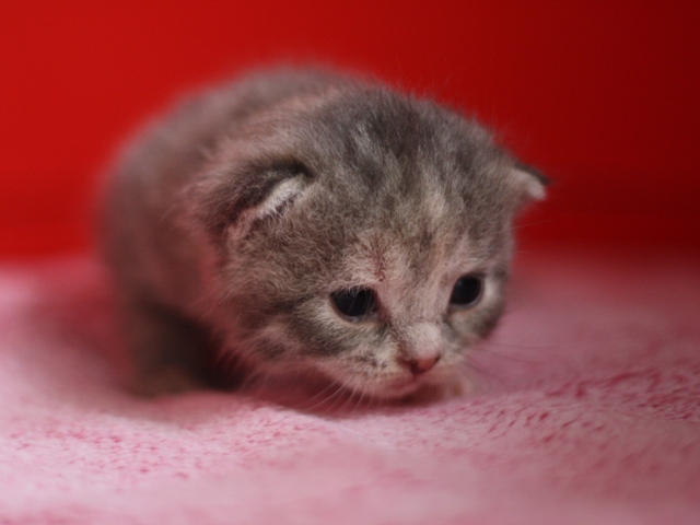 スコティッシュフォールドの子猫画像
