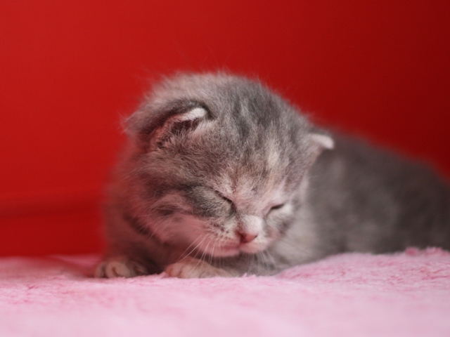 スコティッシュフォールドの子猫画像