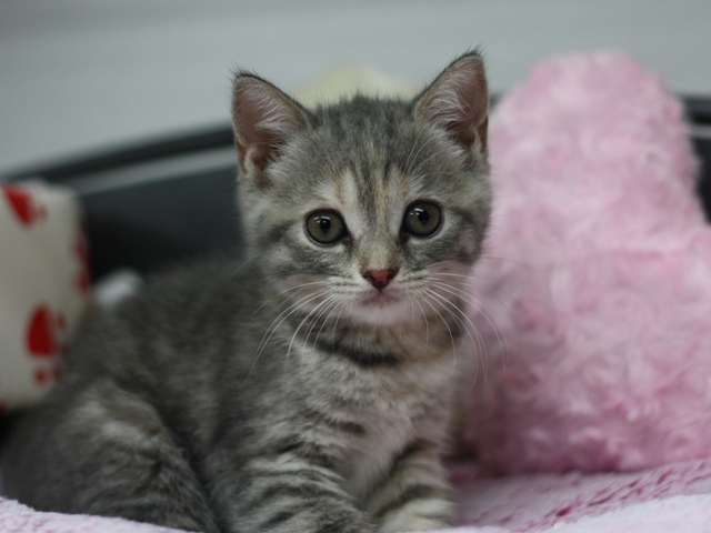 スコティッシュフォールドの子猫画像