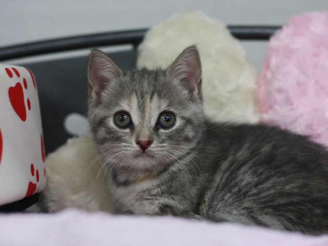 スコティッシュフォールドの子猫画像