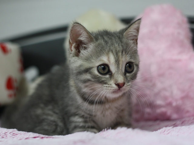 スコティッシュフォールドの子猫画像