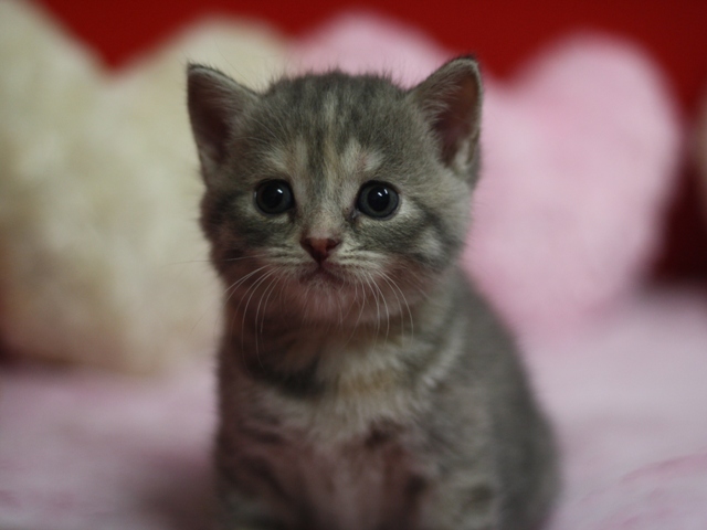 スコティッシュフォールドの子猫画像