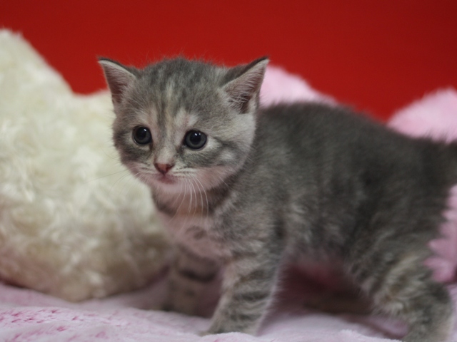 スコティッシュフォールドの子猫画像